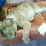 Жители защищают львенка в контактном зоопарке